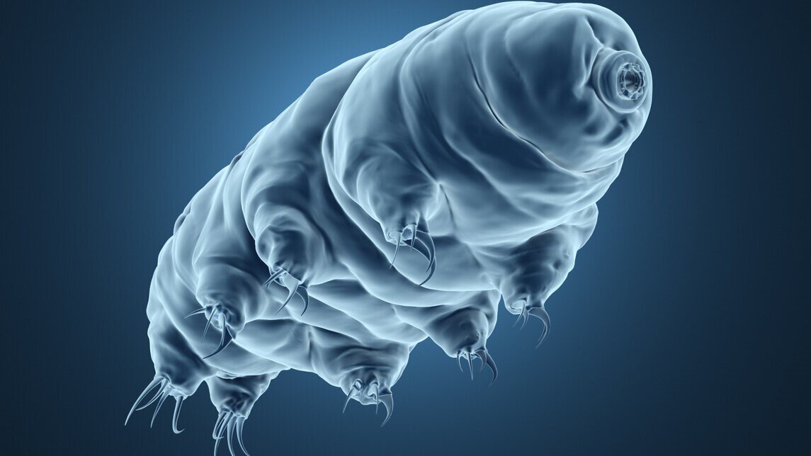 Tardigrade (с англ. Тихоходка - это тип микроскопических беспозвоночного, который способен выживать в экстремальных условиях космос)