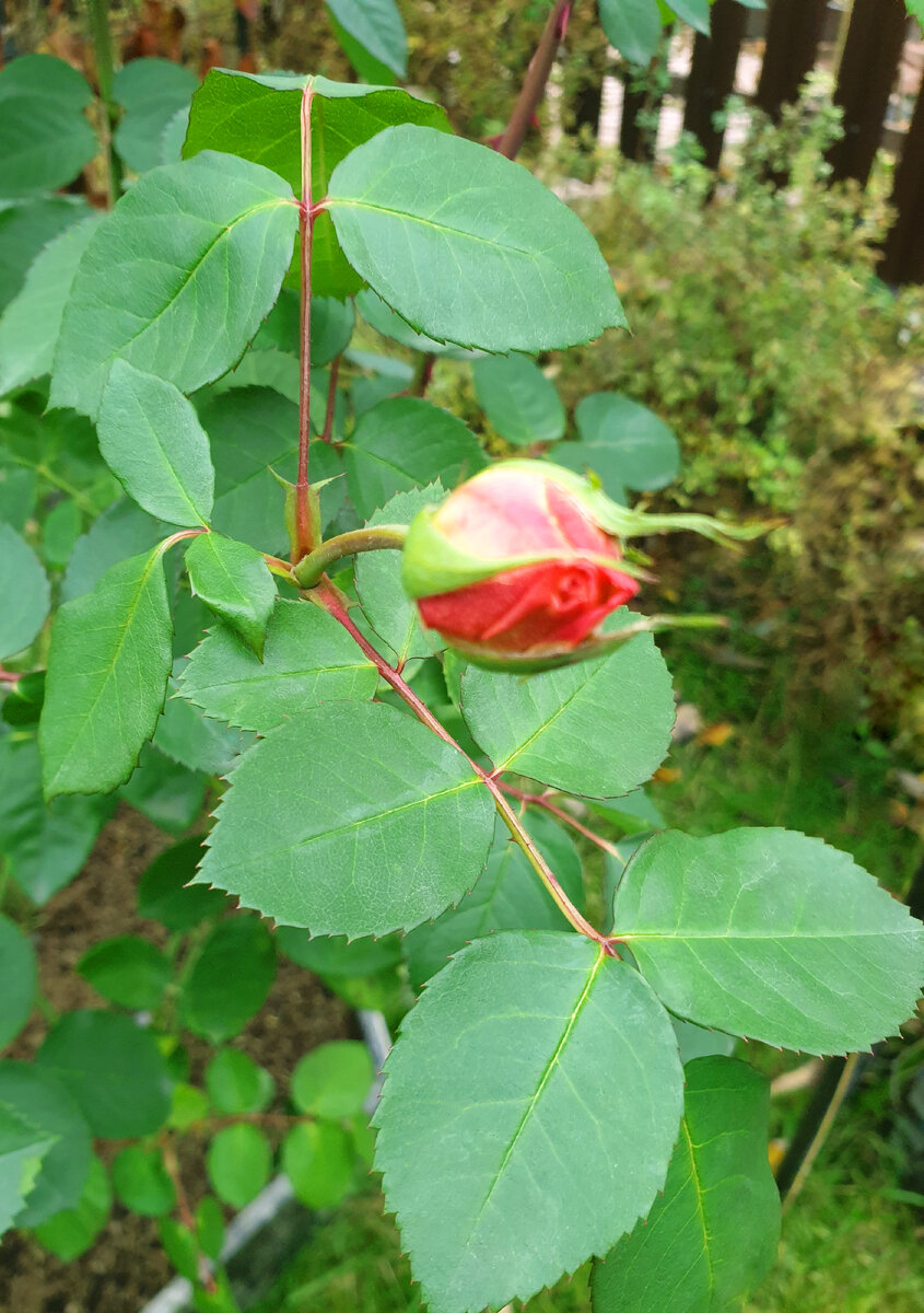 Роза после заморозка.