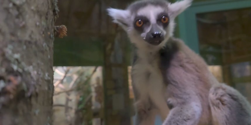    Скриншот видео Telegram-канала зверинца.