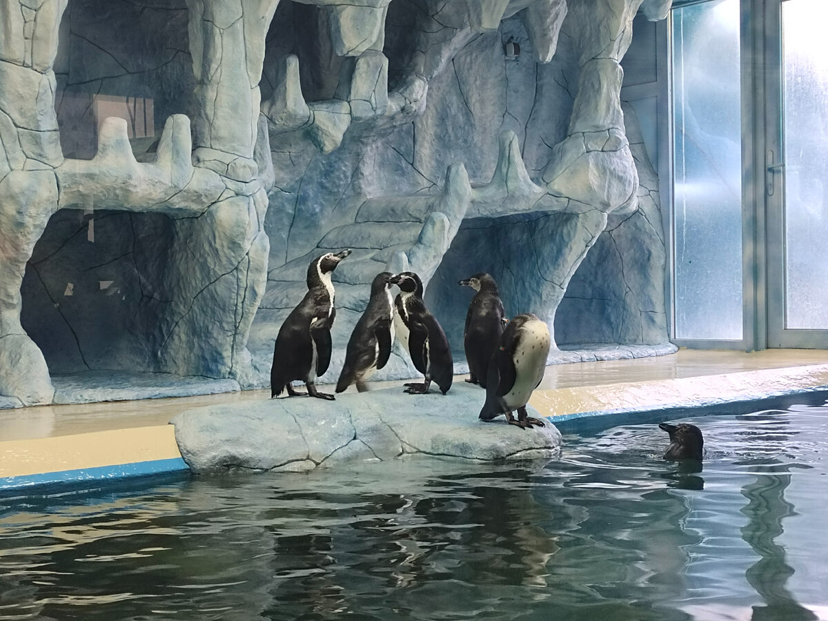 Пингвины Гумбольдта. Парк Миниатюр. Автор фото: Лидия Кузьминская
