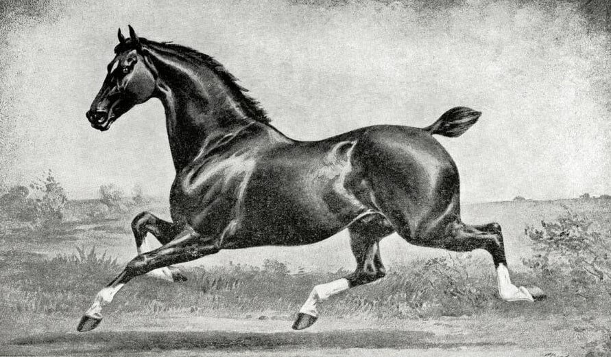 Хакни. Фото: petmd.com