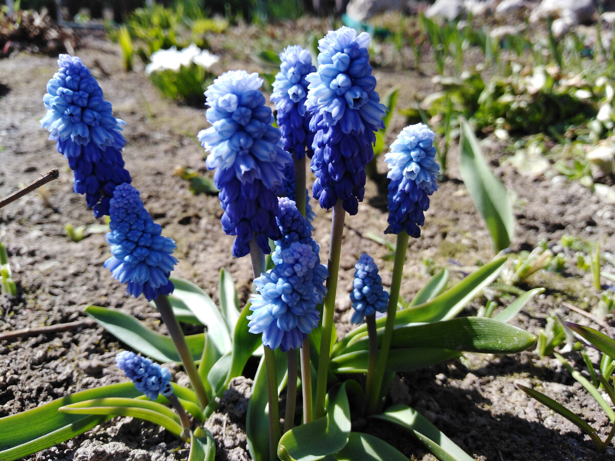 Условно двуцветный мускари