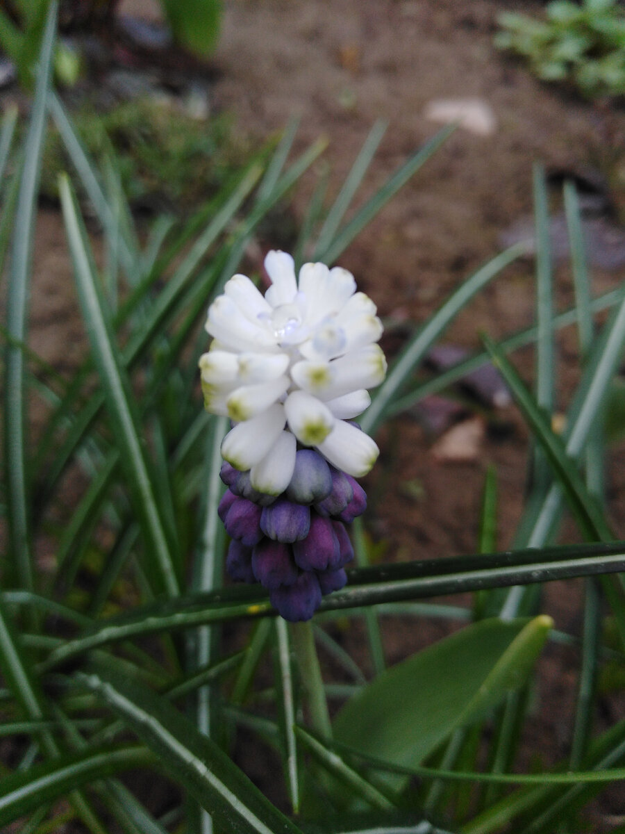 мускари широколистный Грейп Айс