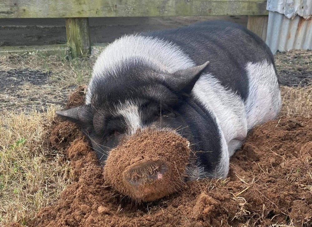 Это просто хрюша