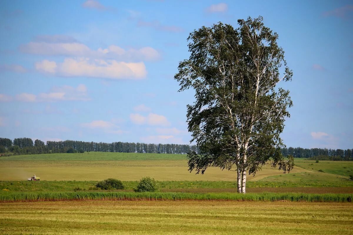 Яндекс.Картинки