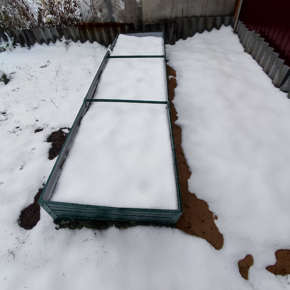 клубника под снежной шапкой