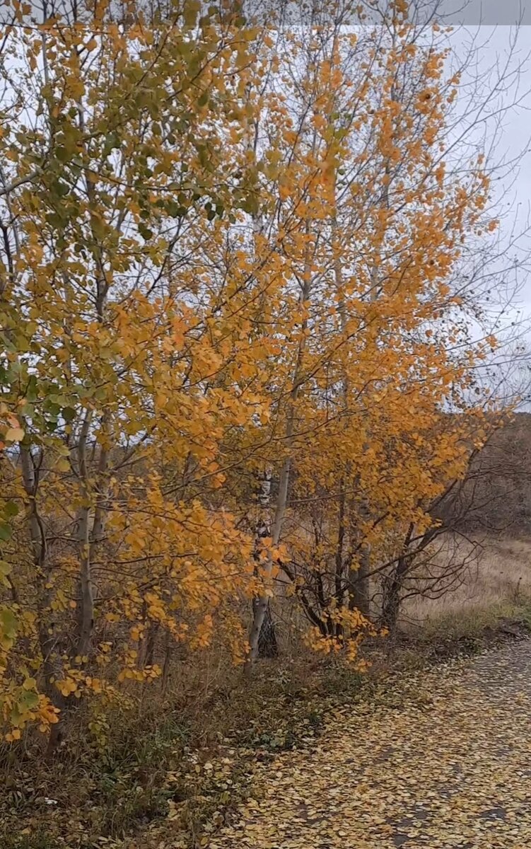 Осень. Фото автора 