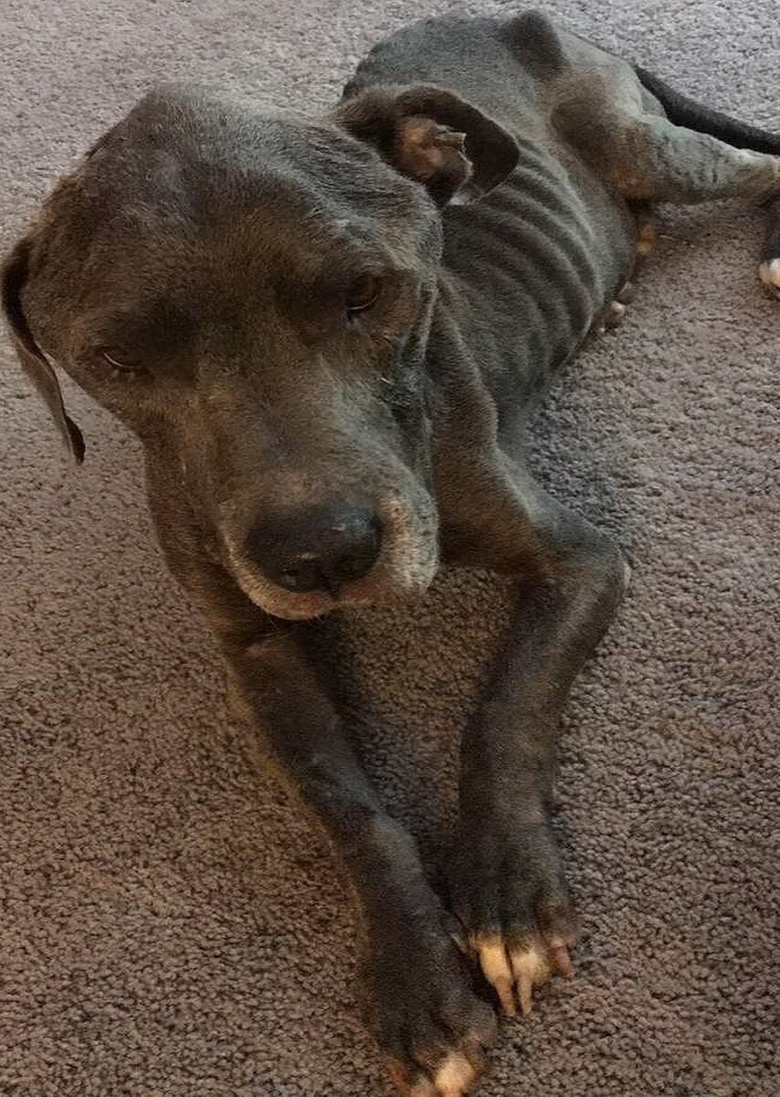 Не собака, а скелет обтянутый кожей