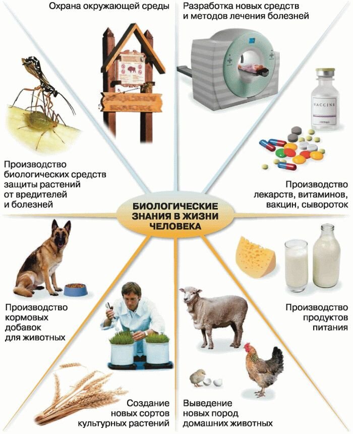 Примеры значения биологии в жизни человека Биологические знания в жизни человека 5 класс схема фото