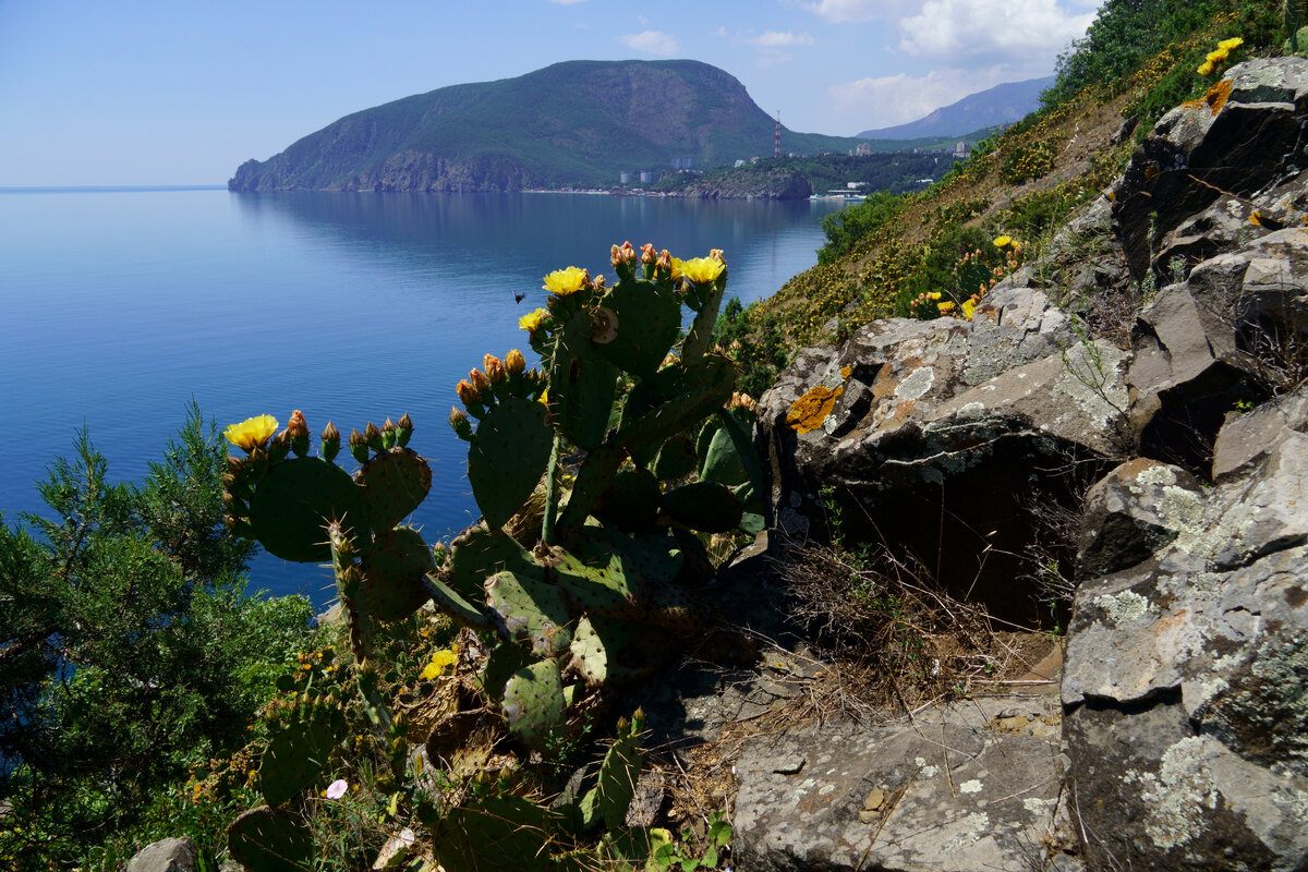 Июнь в крыму. Крымские маки херсонес. Крымские маки херсонес. Маковые поля мыс фиолент. Цветущие степи крыма тарханкут.