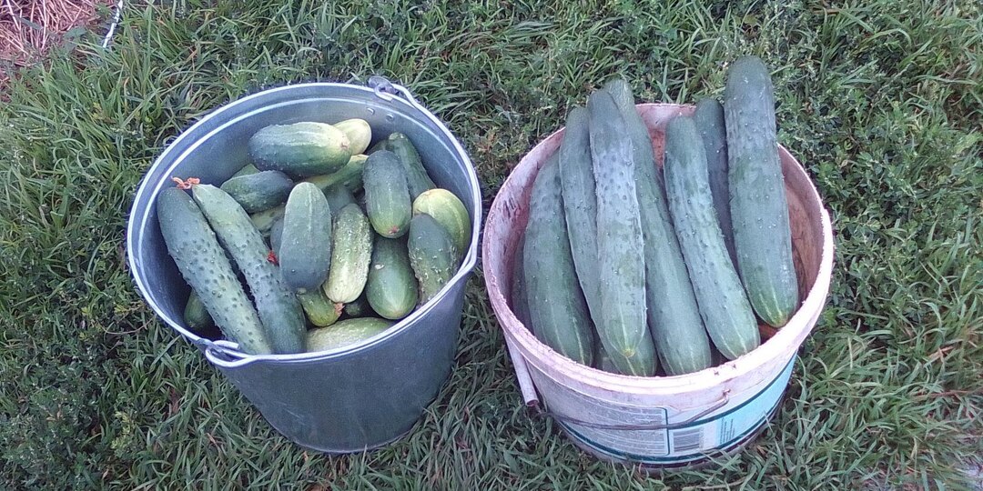 Сода для огурцов - очередной интернетный бред