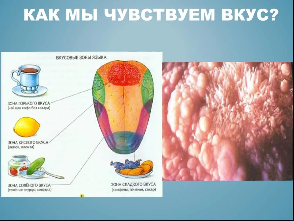 Не чувствую сладкий вкус. Не чувствую вкуса еды. Не чувствую запахи и вкусы. Зоны языка. Пропало обоняние и вкусовые рецепторы.