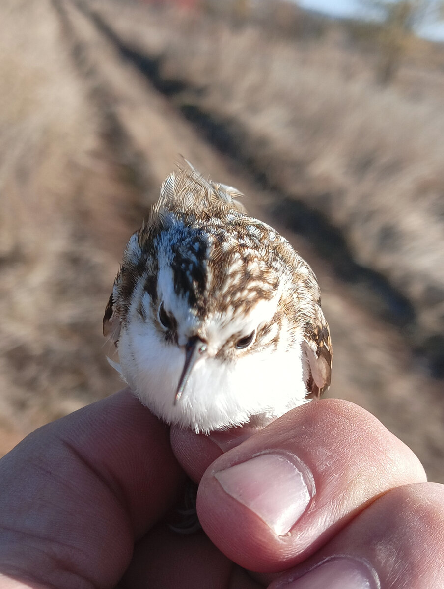Обыкновенная пищуха (Certhia familiaris)