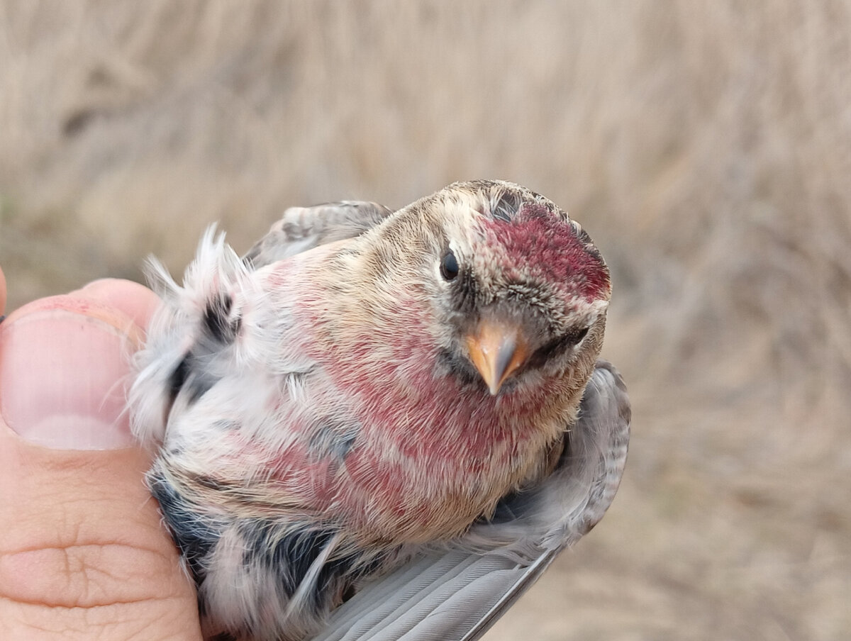 Обыкновенная чечётка (Acanthis flammea) 