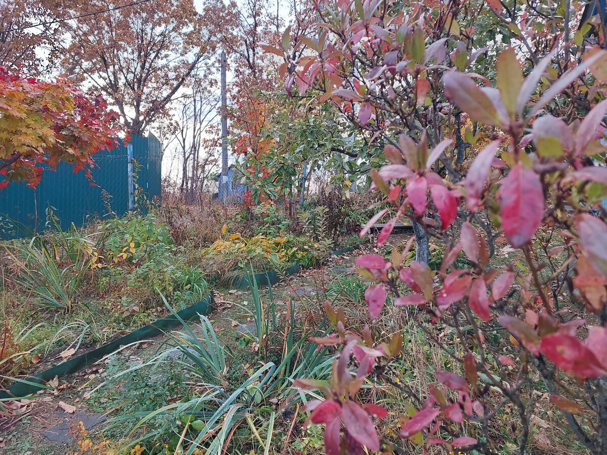 Местообитание большей части клёнов на даче в октябре во время дождя довольно сумрачно выглядит, но сразу «загорается», как выглянет солнце. Пока в саду это самый приближенный к моей непрерывноцветущей мечте «дикий» участок сада. Клёны приходится регулярно обрезать для поддержания высоты, но осенью это делать даже приятно.