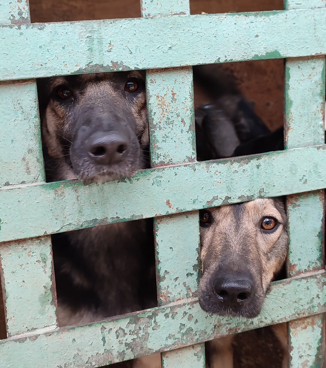 Сэнди и Мила в поисках любящей семьи.