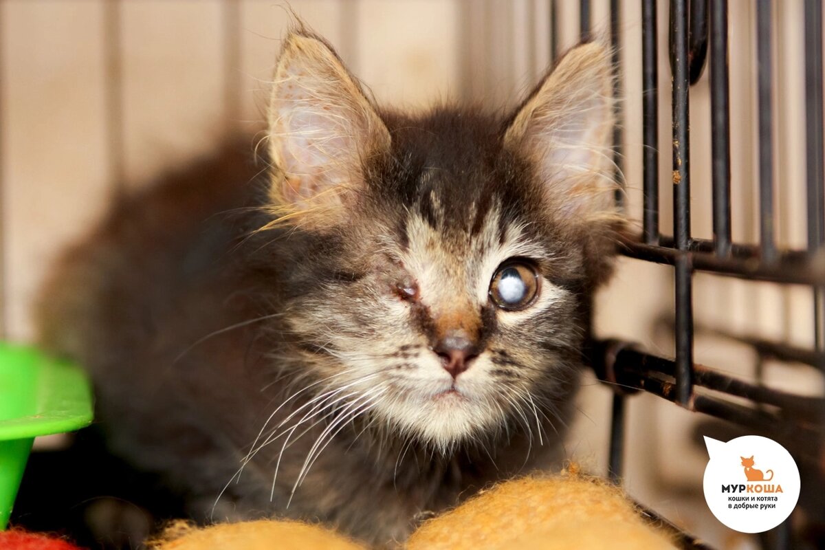 Милейшего Кутуза нашли на улице, месяц жил в клинике.