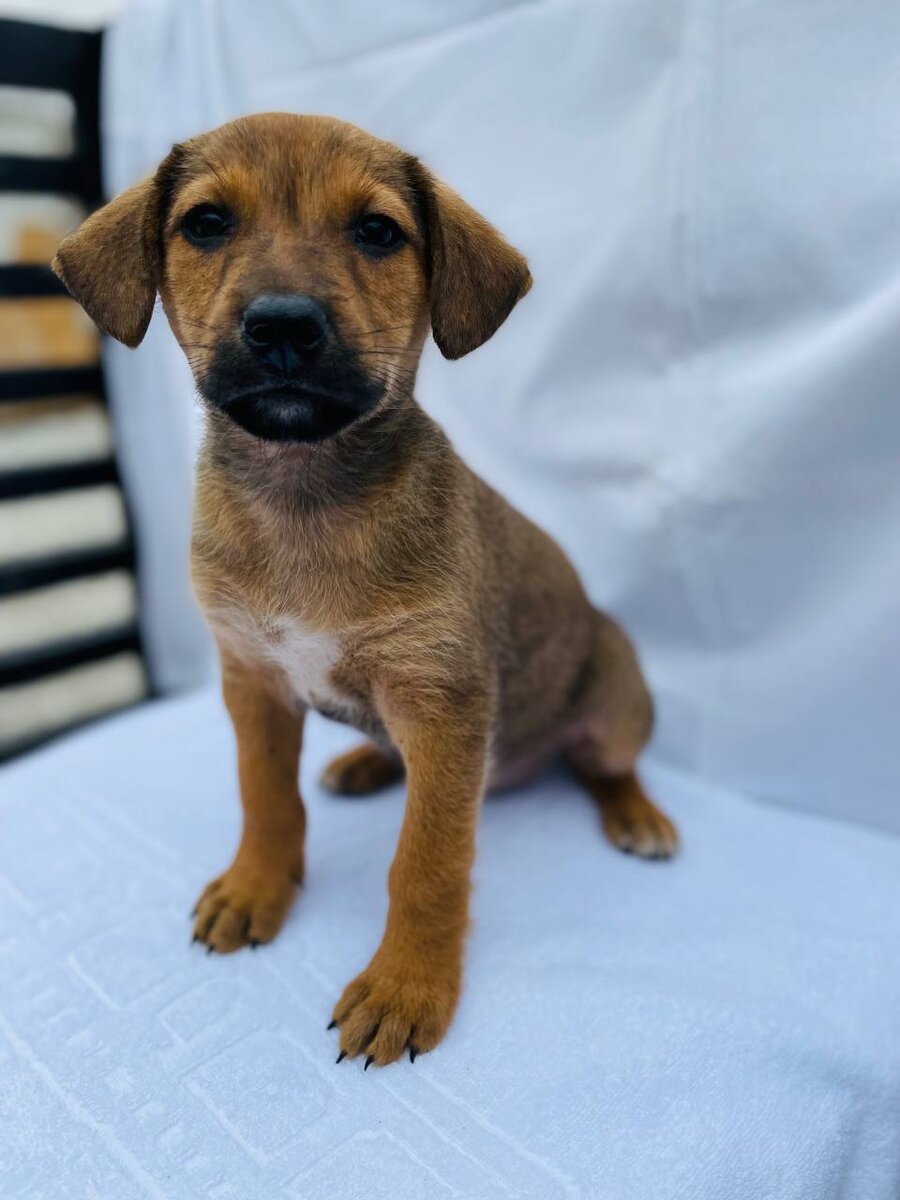 Фото предоставлены волонтерами собачьего приюта ЗооГеленджик