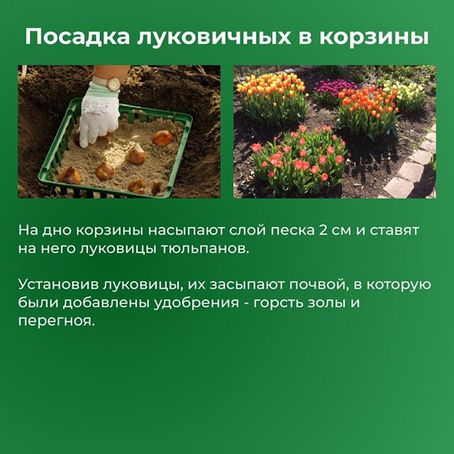 Благоприятные дни для посадки луковичных в октябре. Цветовод-декоратор профессия. Цветовод общая характеристика профессии. Презентация цветовод декоратор. Профессия цветовод презентация