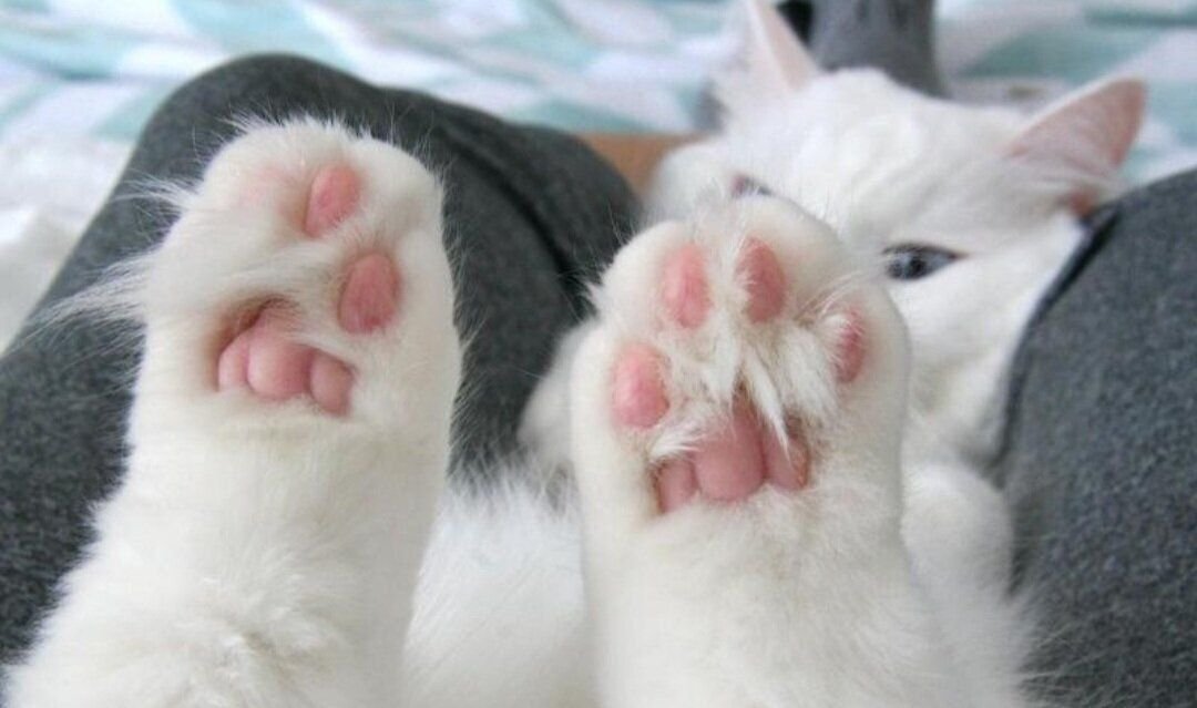 Лапки кулачки. Лапа кота. Кошачья лапка. Подушечки лап. Кошачьи подушечки на лапах.