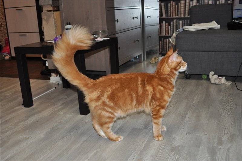 Уши лапы хвост кошки. Кот с хвостом. Кошачий хвост. Красивый пушистый кошачий хвост. Кошка с поджатым хвостом.