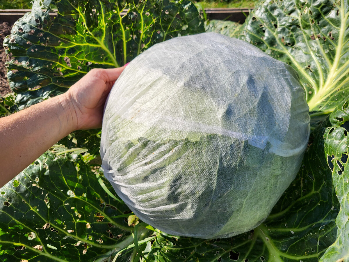 Для фото, для выставок и вау-эффекта однозначно мегаовощи важны и нужны. Самооценку повышают. А на практике – не факт. В статье использованы фото автора 