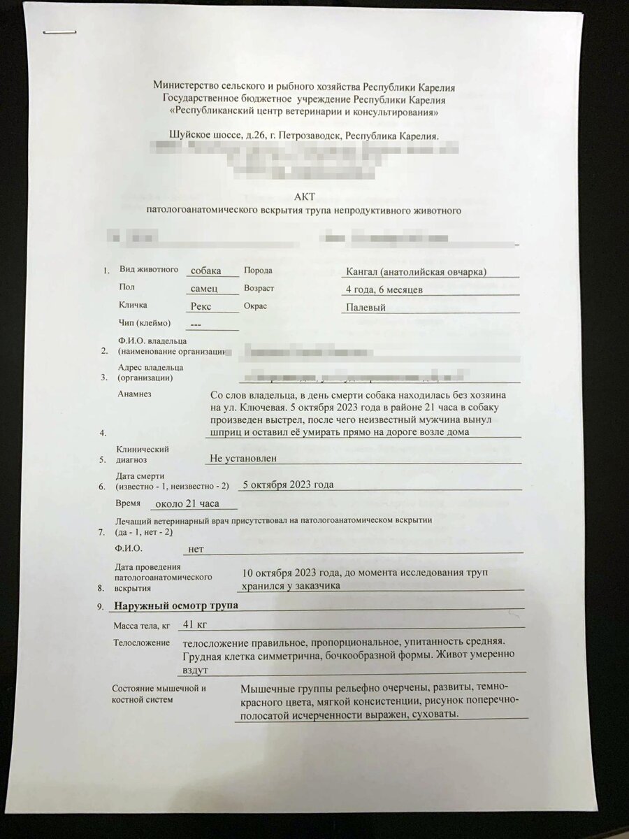 В Петрозаводске во дворе дома умертвили собаку, преступление без наказания?  | Фактор News | Дзен