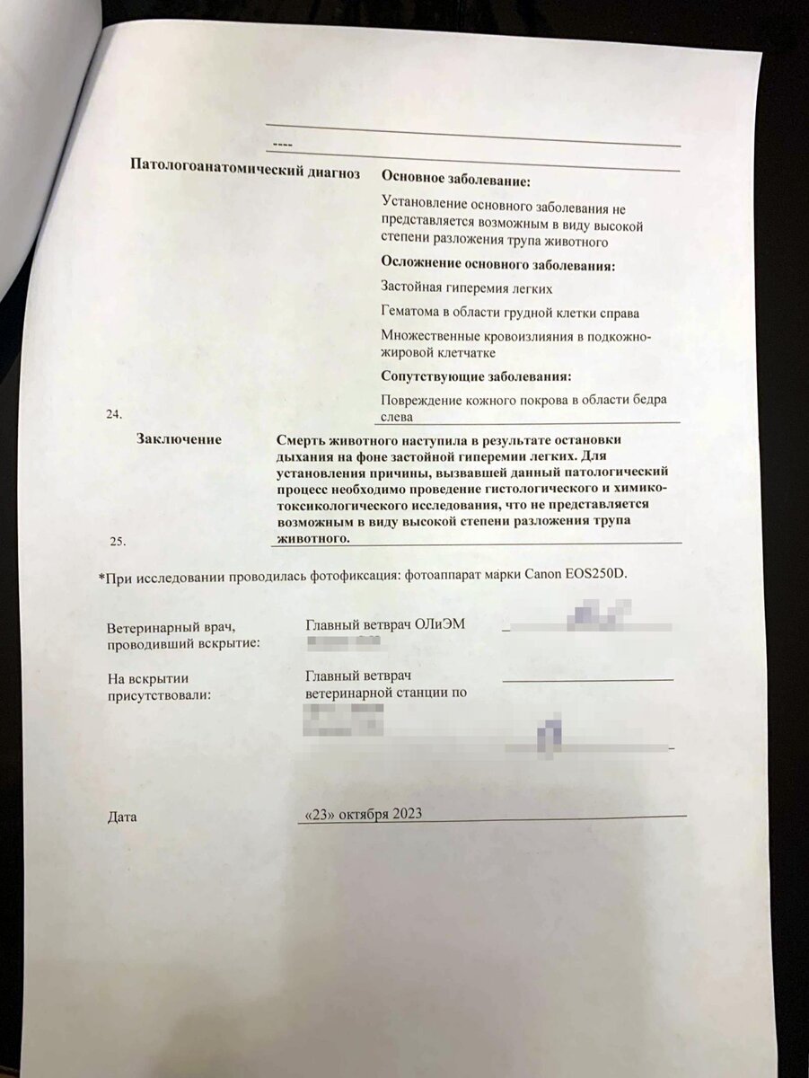 В Петрозаводске во дворе дома умертвили собаку, преступление без наказания?  | Фактор News | Дзен