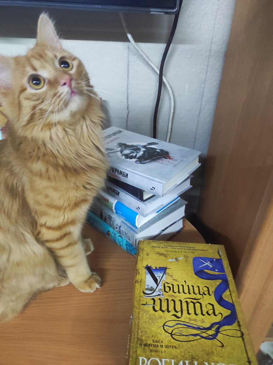 Личный архив. Книжный кот выбирает какую бы книгу ему исцарапать сегодня