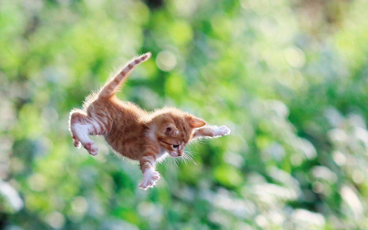 Кошки полетели. Летающий кот. Котик в прыжке. Рыжий кот в прыжке. Кот в ррыжкк.
