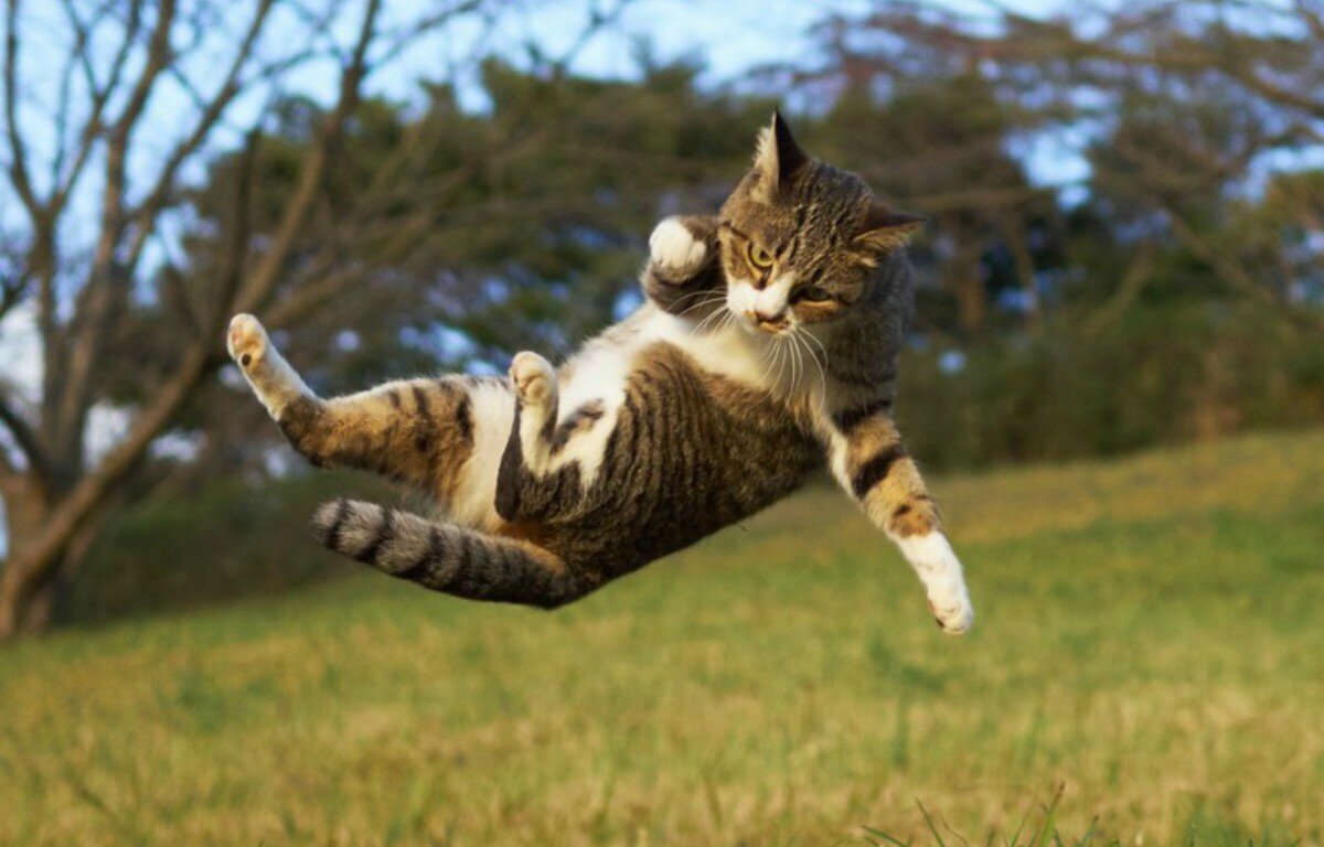 Кошка переворачивается. Кошка в прыжке. Кошка охотится. Кот падает. Коты в полете.