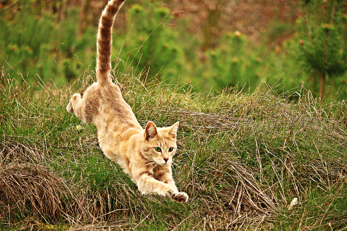 Кошка бежит картинка