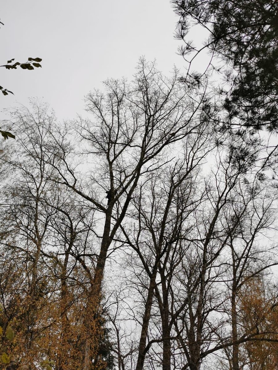 Кошка где-то на 27 метрах