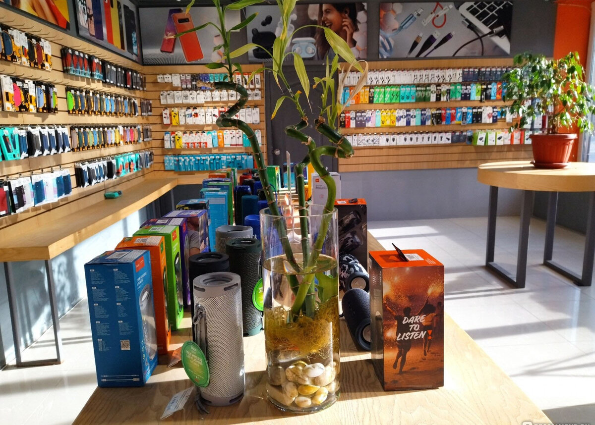 Драцена Сандера (бамбук комнатный), фото.