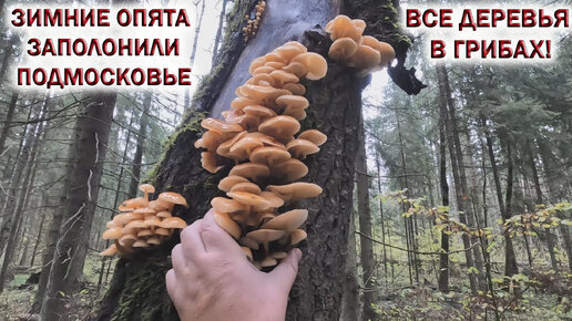 ❗ЗИМНИЕ ОПЯТА заполонили ПОДМОСКОВЬЕ👉ВСЕ ДЕРЕВЬЯ в ГРИБАХ!🍄Встретил Грибника!🌳🌲 Грибы 2023 в октябре.