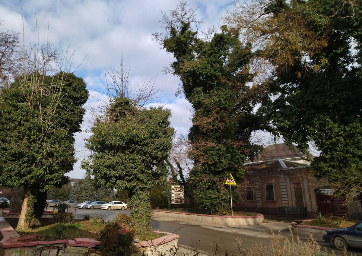 Плющ обыкновенный заплел деревья, фото.