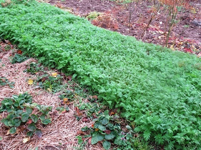 Фацелия 5 причин для чего сажают в огороде