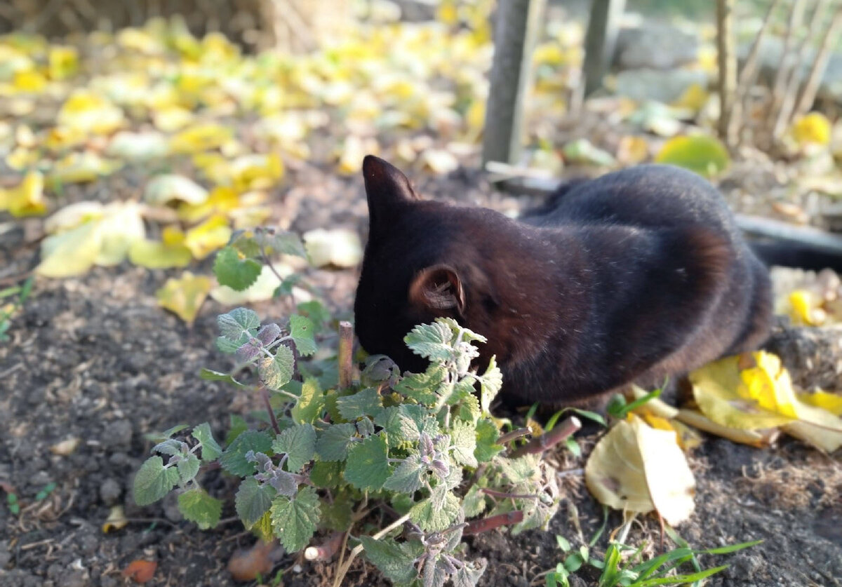 Кошачья мята (котовник кошачий) – главная кошачья травка, сумасбродная  радость для котиков, и ее легко вырастить самостоятельно | Культурная флора  | Дзен