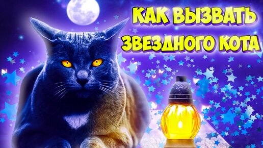 Как Вызвать Звездного Кота Для Исполнения Желаний