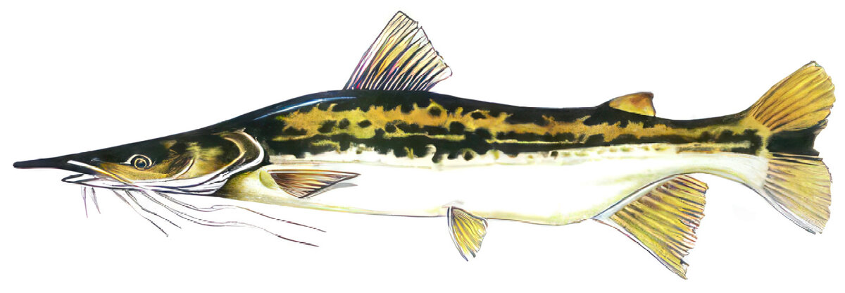 Sorubim lima