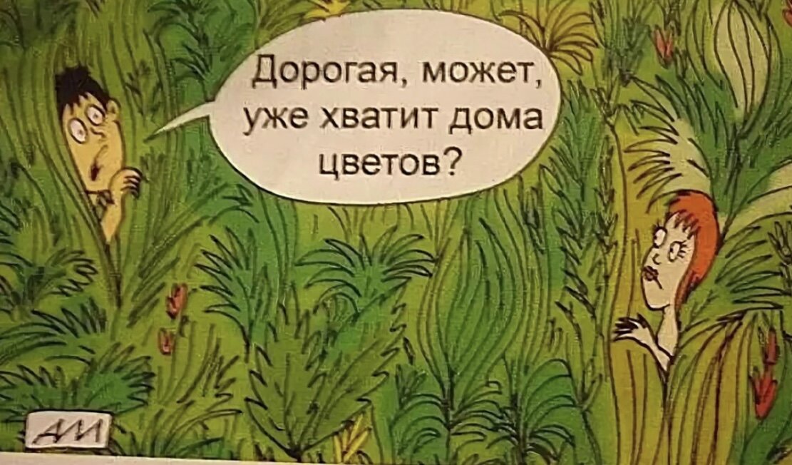 Жене ну. Комнатные растения юмор. Анекдоты про цветы. Приколы про комнатные цветы. Цветы юмор.