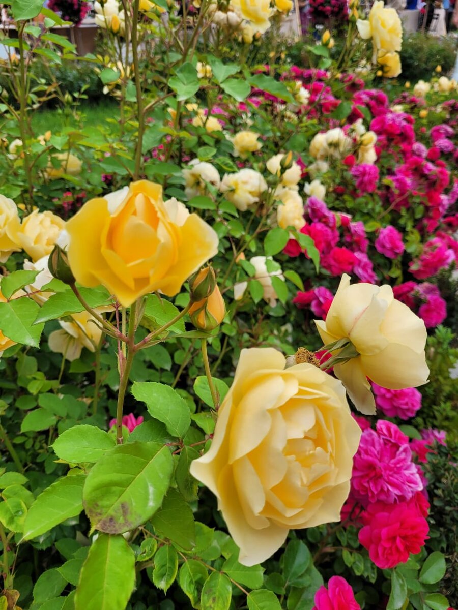 Розы чайно - гибридные ифлорибунды в чем отличие.