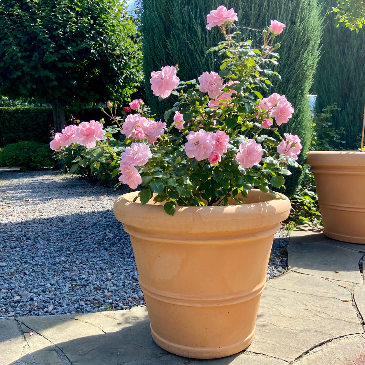 ‘Bonica’ (Боника)