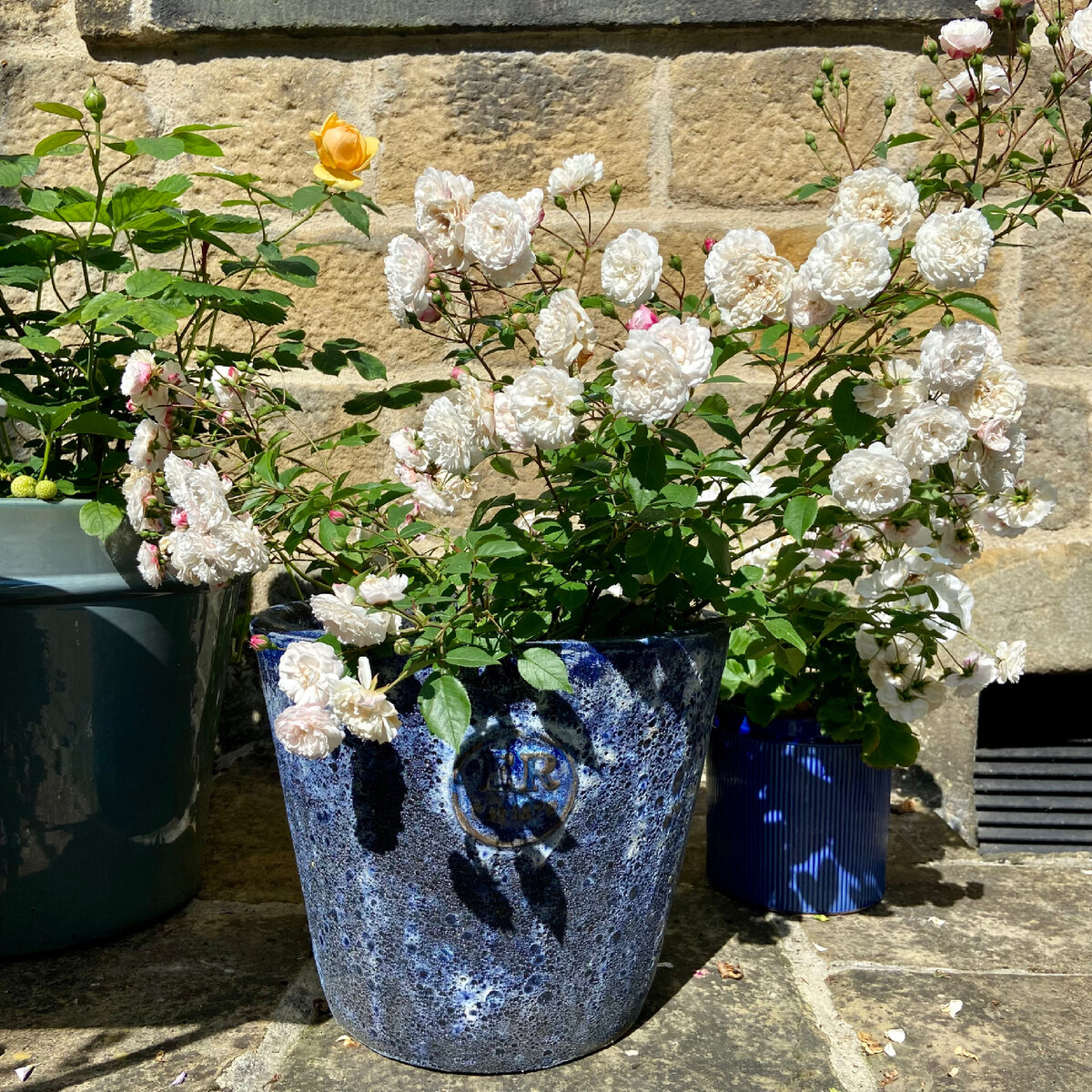 ‘Little White Pet’ (Литл Уайт Пет)