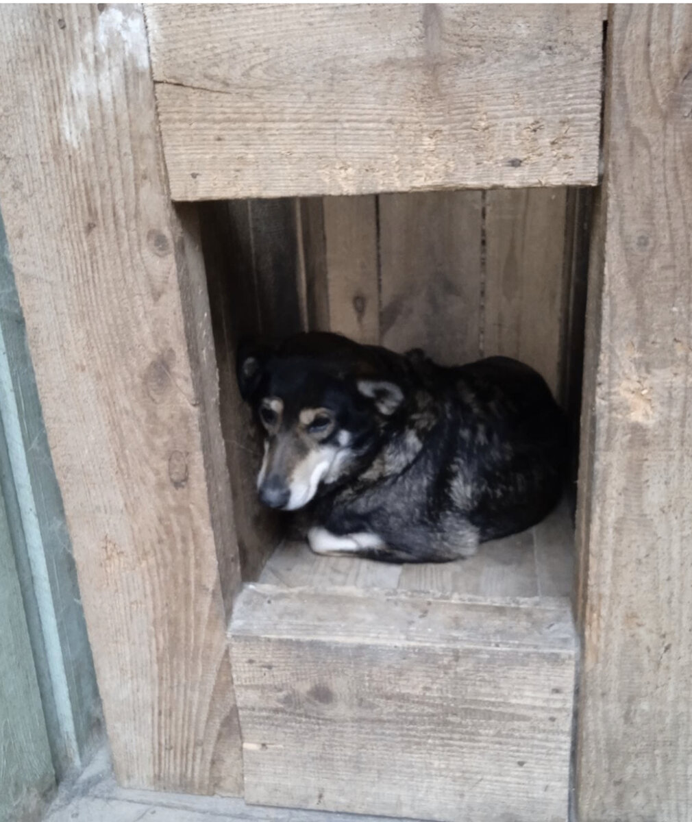 Срочно!!! Им без нас не выжить😩. Так решил закон и люди которым они  помешали 😡!!! | Спасение собак из усыпалок Белоруссии | Дзен