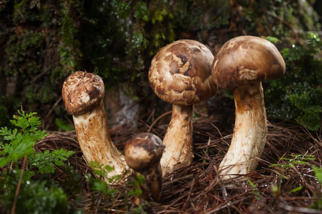 Молодая Рядовка мацутакэ (Tricholoma matsutake), фото из progrib.ru