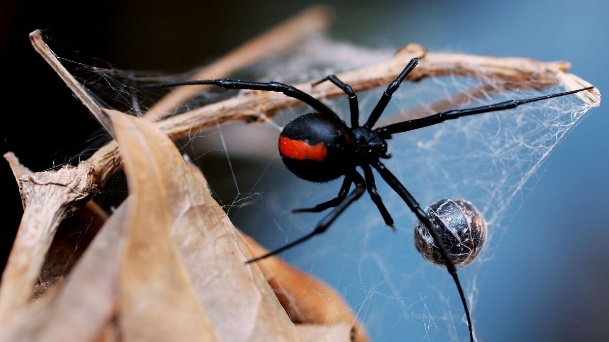    Фото: levelgr.gr. Август Макаров