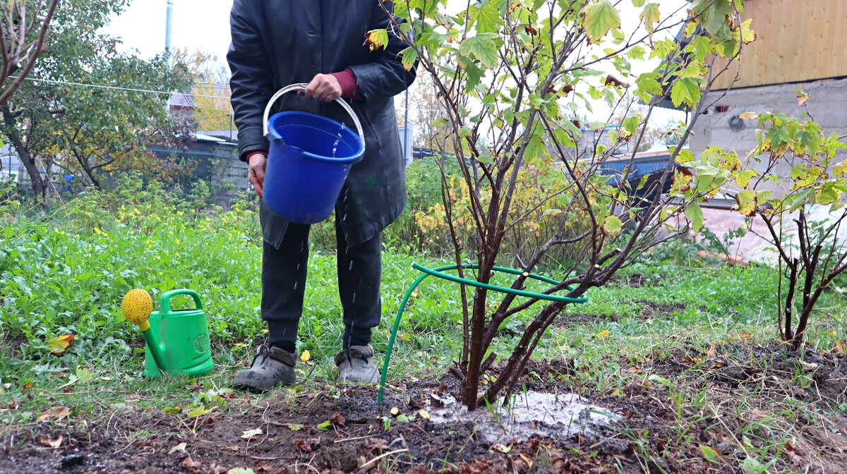 Смородина осенью.