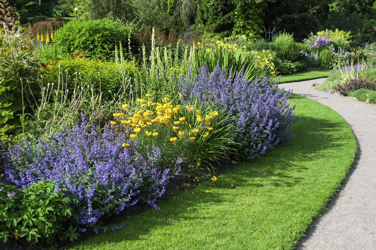 Котовник Фассена (Nepeta faassenii `Six Hills giant`)