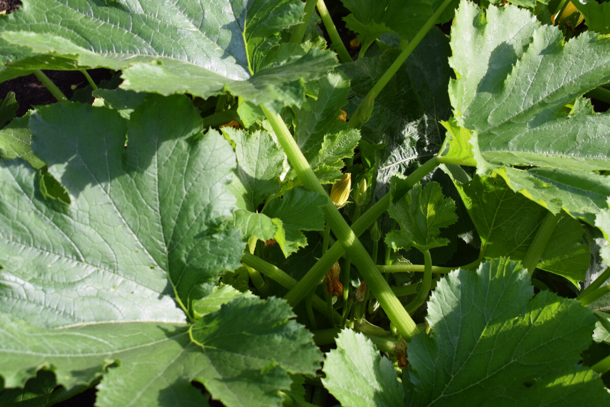 только на хорошо удобренной почве будут расти отличные овощи(фото автора)